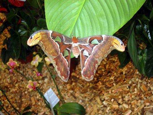 Kliknite za ogled večje slike