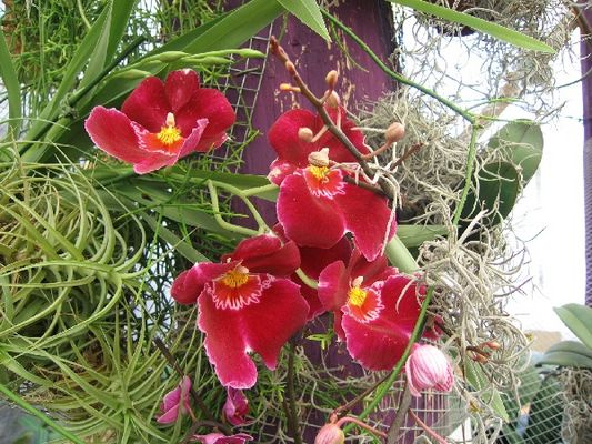 Kliknite za ogled večje slike