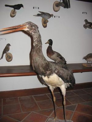 Kliknite za ogled večje slike