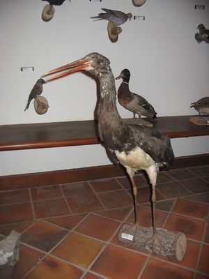 Kliknite za ogled večje slike