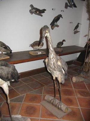 Kliknite za ogled večje slike